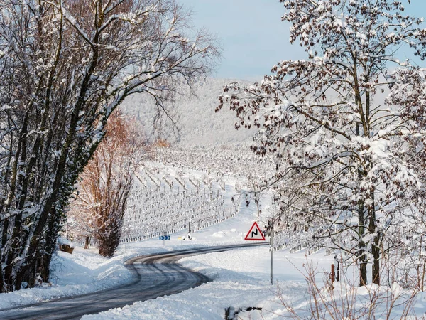 Elzas Wijngaarden Onder Zware Sneeuw Een Zonnige Winterdag Details Bovenaanzicht — Stockfoto