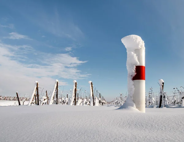 Alsace Vineyards Heavy Snow Sunny Winter Day Details Top View — Stock Photo, Image