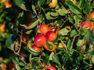 Alsace 'deki elma çiftlikleri. Meyve yetiştiriyorum. Güneş, sonbahar. Fransa.