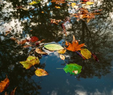 Çok renkli sonbahar akçaağaç ve çınar yaprakları. Yakın plan. Doğanın sonbahar ve solgunluğu.
