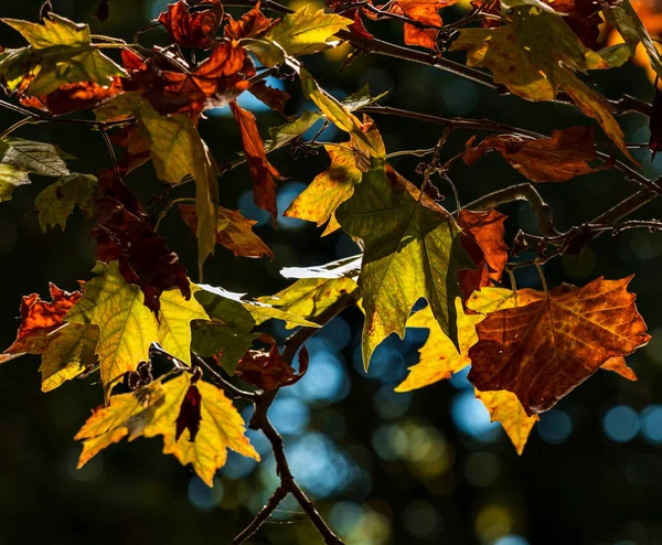 Pointed Multicolored Autumn Maple Sycamore Leaves Close Autumn Wilting Nature — Stock Fotó