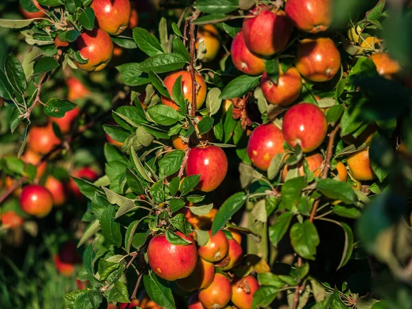 Alsace 'deki elma çiftlikleri. Meyve yetiştiriyorum. Güneş, sonbahar. Fransa.
