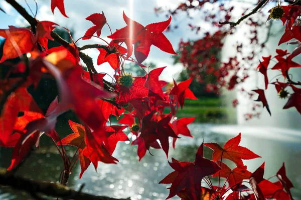 Pointed Multicolored Autumn Maple Sycamore Leaves Close Autumn Wilting Nature — Stockfoto