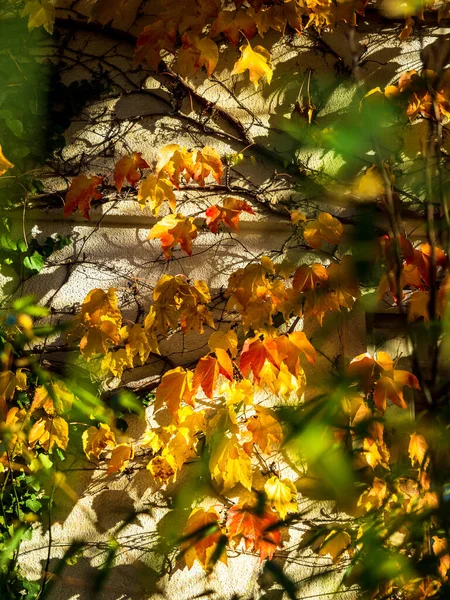 Pointed Multicolored Autumn Maple Sycamore Leaves Close Autumn Wilting Nature — Fotografia de Stock
