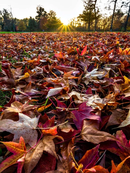 Pointed Multicolored Autumn Maple Sycamore Leaves Close Autumn Wilting Nature — Foto de Stock
