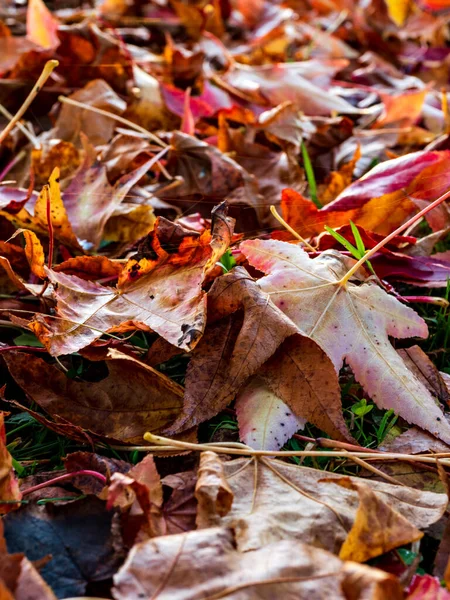 Pointed Multicolored Autumn Maple Sycamore Leaves Close Autumn Wilting Nature — Stock fotografie