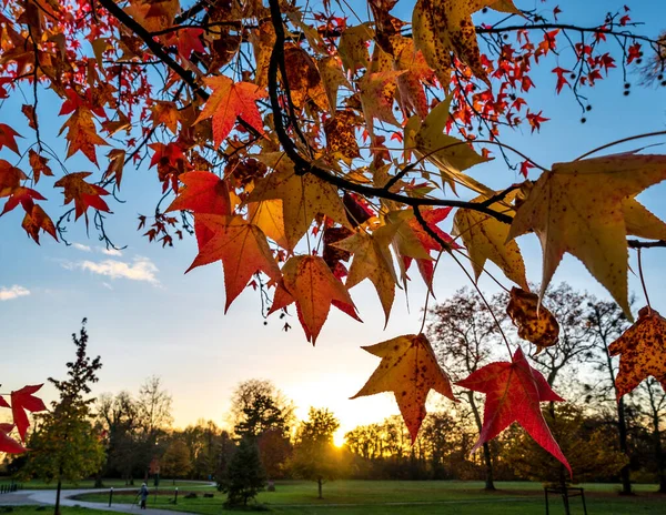 Pointed Multicolored Autumn Maple Sycamore Leaves Close Autumn Wilting Nature — Fotografia de Stock