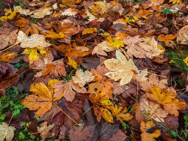 Pointed Multicolored Autumn Maple Sycamore Leaves Close Autumn Wilting Nature — Stock fotografie