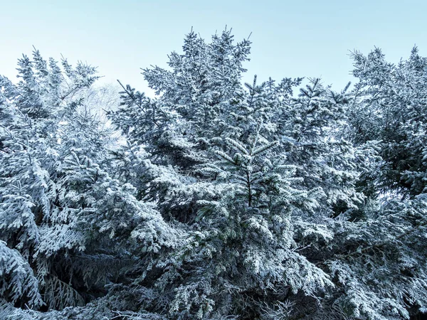 Eerste Vorst Prachtige Kerstbomen Het Bos Bergen Voertuigen Frankrijk — Stockfoto