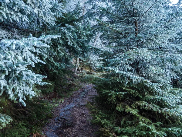 Eerste Vorst Prachtige Kerstbomen Het Bos Bergen Voertuigen Frankrijk — Stockfoto
