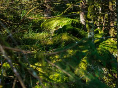 Vosges dağlarındaki parlak sonbahar renkleri. Alsace. Renkli yapraklar güneşte parlak görünüyor. Doğanın saflığı ve güzelliği.