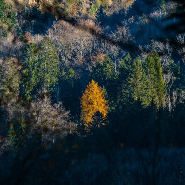 Vosges dağlarındaki parlak sonbahar renkleri. Alsace. Renkli yapraklar güneşte parlak görünüyor. Doğanın saflığı ve güzelliği.