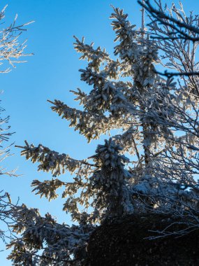 İlk kış soğuğu. Vosges dağlarının tepelerinde ağaçlar kırağı ile kaplıdır. Beyaz kar ve mavi gökyüzü. Dağların siluetlerinin panoramik görüntüsü.