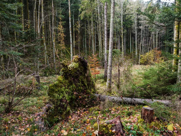 Couleurs Automnales Lumineuses Dans Les Montagnes Vosgiennes Alsace Les Feuilles — Photo