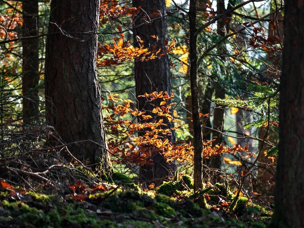 Bright Autumn Colors Vosges Mountains Alsace Multicolored Leaves Look Bright — Stockfoto