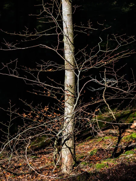 Bright Autumn Colors Vosges Mountains Alsace Multicolored Leaves Look Bright — Foto de Stock