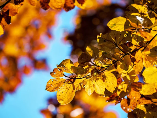 Jasné Podzimní Barvy Horách Vosges Alsasko Mnohobarevné Listy Vypadají Slunci — Stock fotografie