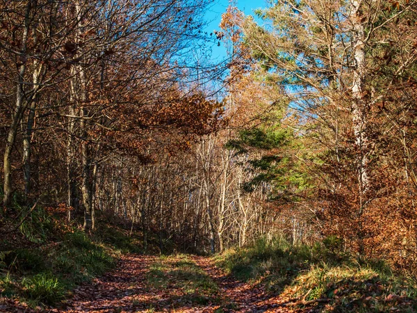 Bright Autumn Colors Vosges Mountains Alsace Multicolored Leaves Look Bright — Foto de Stock