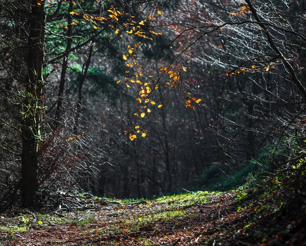 Vosges山上的秋天色彩明亮 阿尔萨斯 五彩斑斓的树叶在阳光下显得光彩夺目 大自然的纯洁与美丽 — 图库照片