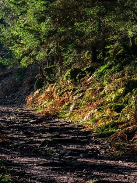 Heldere Herfstkleuren Vogezen Elzas Veelkleurige Bladeren Zien Helder Uit Zon — Stockfoto