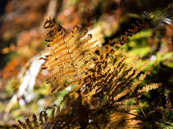 Bright Autumn Colors Vosges Mountains Alsace Multicolored Leaves Look Bright — Foto de Stock