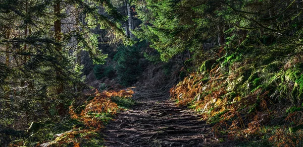 Heldere Herfstkleuren Vogezen Elzas Veelkleurige Bladeren Zien Helder Uit Zon — Stockfoto