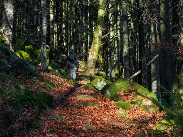 Couleurs Automnales Lumineuses Dans Les Montagnes Vosgiennes Alsace Les Feuilles — Photo