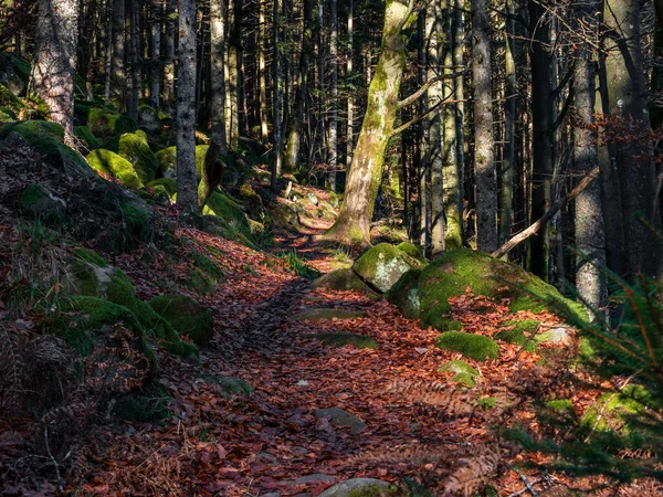 Heldere Herfstkleuren Vogezen Elzas Veelkleurige Bladeren Zien Helder Uit Zon — Stockfoto