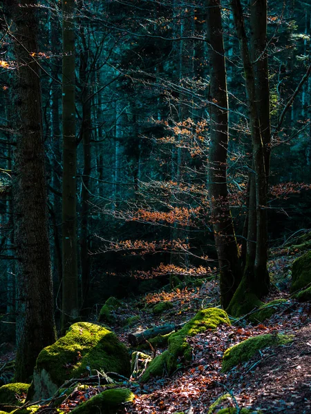 Vosges山上的秋天色彩明亮 阿尔萨斯 五彩斑斓的树叶在阳光下显得光彩夺目 大自然的纯洁与美丽 — 图库照片