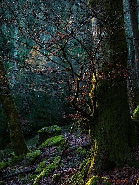 Bright Autumn Colors Vosges Mountains Alsace Multicolored Leaves Look Bright — Photo