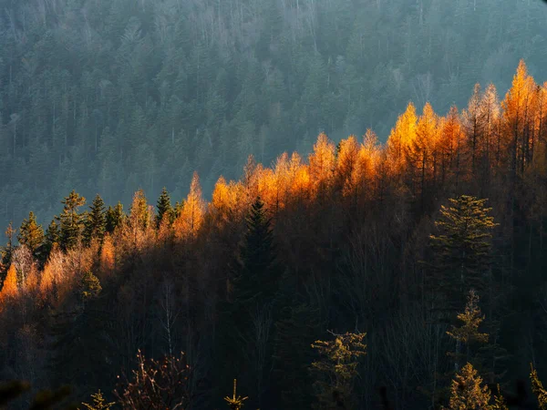 Bright Autumn Colors Vosges Mountains Alsace Multicolored Leaves Look Bright — Zdjęcie stockowe