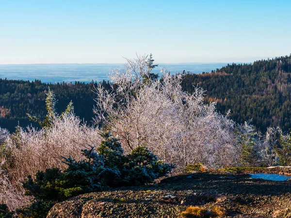 First Winter Cold Tops Vosges Mountains Trees Covered Hoarfrost White — 스톡 사진