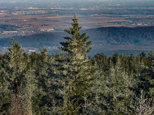 Primer Invierno Frío Las Cimas Las Montañas Los Vosgos Los —  Fotos de Stock