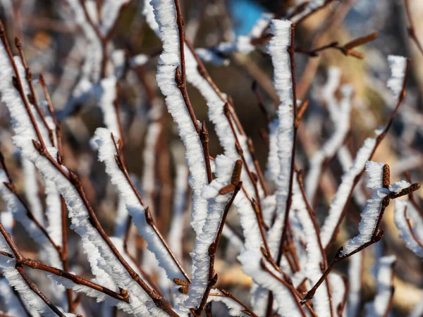 Eerste Koude Winter Toppen Van Vogezen Zijn Bomen Bedekt Met — Stockfoto