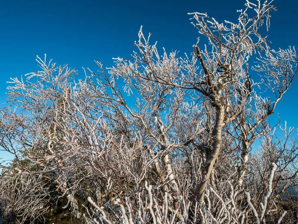 Eerste Koude Winter Toppen Van Vogezen Zijn Bomen Bedekt Met — Stockfoto