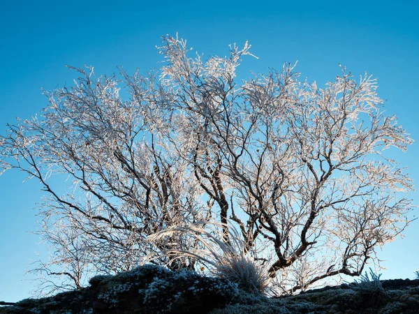 First Winter Cold Tops Vosges Mountains Trees Covered Hoarfrost White — Stock fotografie