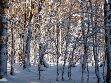Beautiful snowy forest after a snowfall in the Vosges mountains. Winter fairy tale in nature. Alsace. France