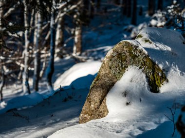 Beautiful snowy forest after a snowfall in the Vosges mountains. Winter fairy tale in nature. Alsace. France