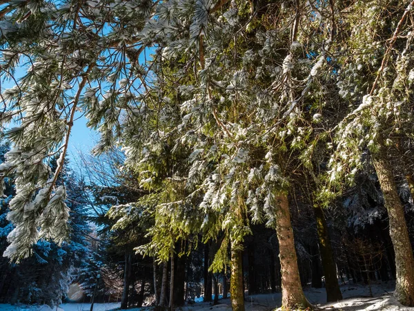 Hermoso Bosque Nevado Después Una Nevada Las Montañas Vosges Cuento —  Fotos de Stock