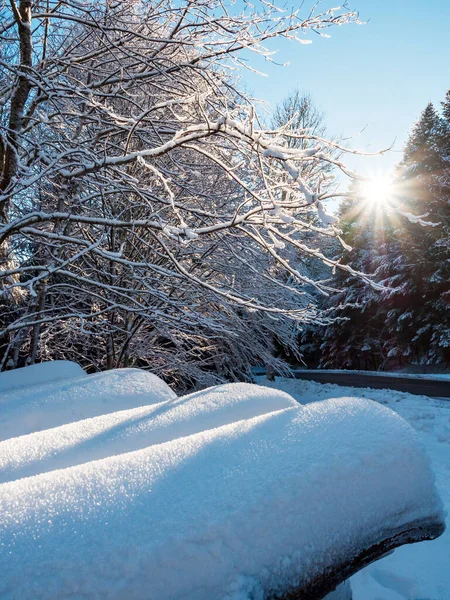 Beautiful Snowy Forest Snowfall Vosges Mountains Winter Fairy Tale Nature — Stockfoto