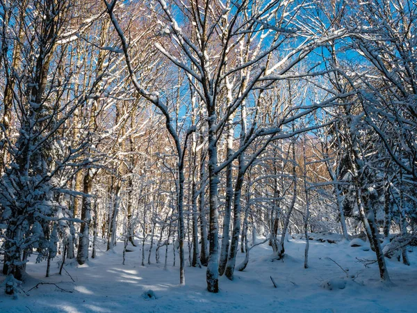 Hermoso Bosque Nevado Después Una Nevada Las Montañas Vosges Cuento —  Fotos de Stock