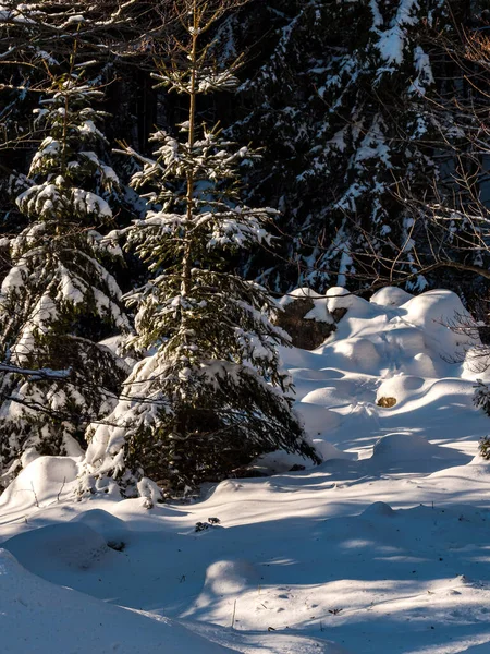 Beautiful Snowy Forest Snowfall Vosges Mountains Winter Fairy Tale Nature —  Fotos de Stock