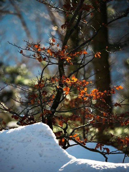 Beautiful Snowy Forest Snowfall Vosges Mountains Winter Fairy Tale Nature — стоковое фото