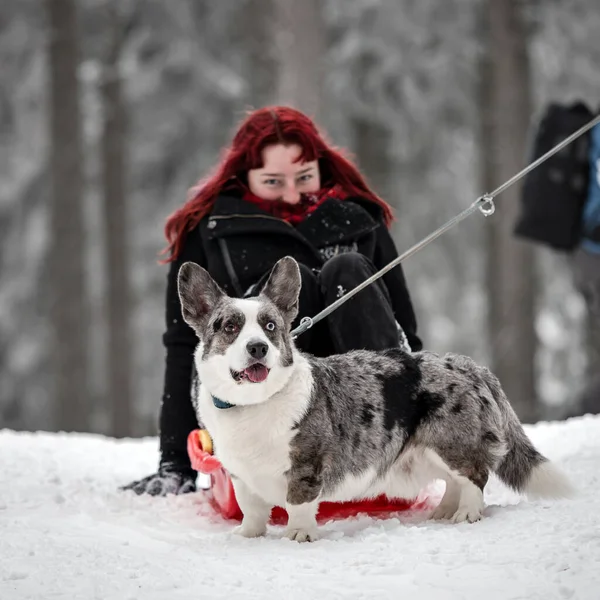 Flicka Med Röda Hårslädar Vintern Snö Skogen Natur — Stockfoto