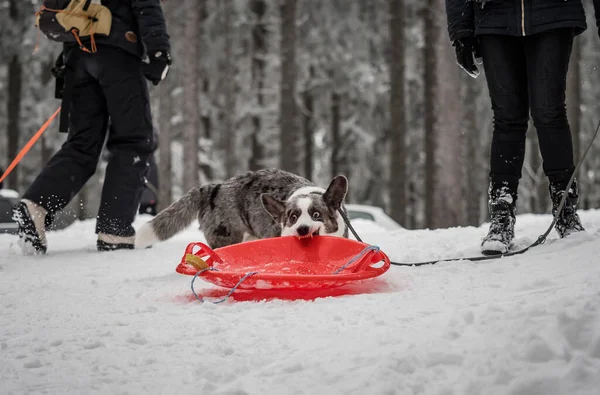 Grappige Corgi Het Winterbos Speelt Met Sneeuw Springen Genieten Van — Stockfoto