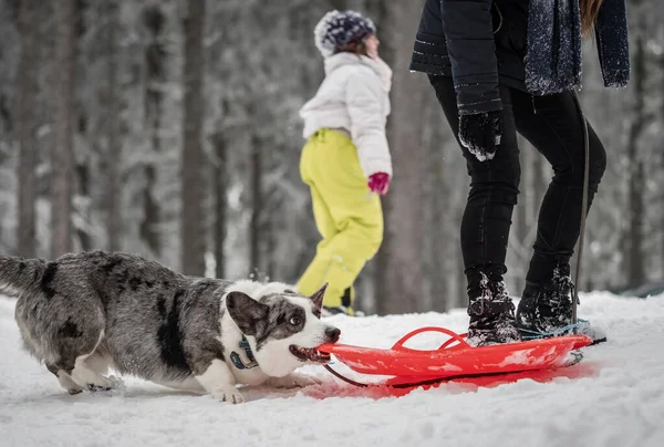 Grappige Corgi Het Winterbos Speelt Met Sneeuw Springen Genieten Van — Stockfoto