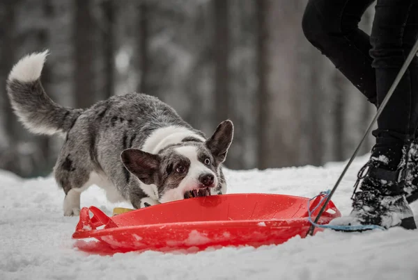 Funny Corgi Bosque Invierno Juega Con Nieve Saltar Disfrutar Del —  Fotos de Stock
