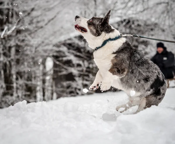 Drôle Corgi Dans Forêt Hiver Joue Avec Neige Sauter Profiter — Photo