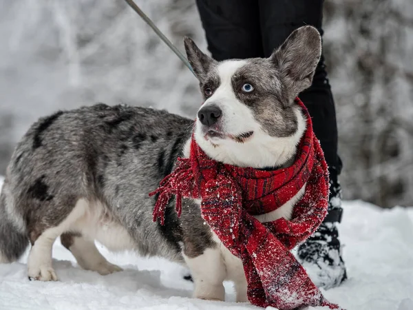 Grappige Corgi Wintersneeuw Een Sjaal Winterkleren Warm Gezellig — Stockfoto