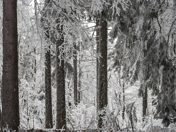 Snow Covered Forest Vosges Fog Covers Mountains Layer Frost Forms — Stock Photo, Image